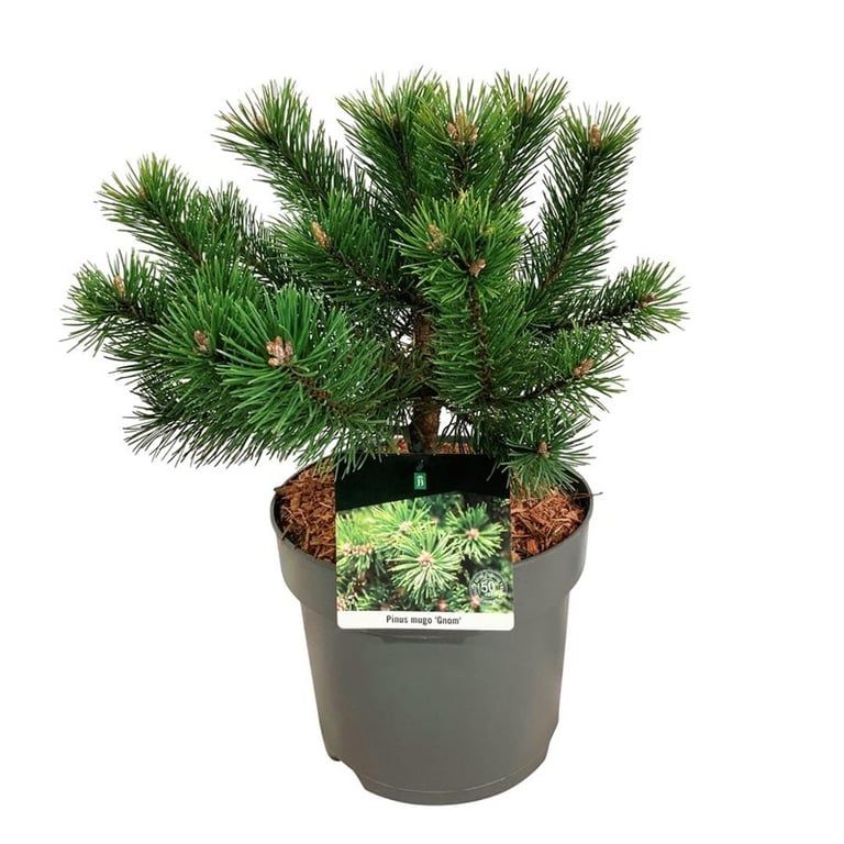 Pinus mugo 'Gnom', D 26