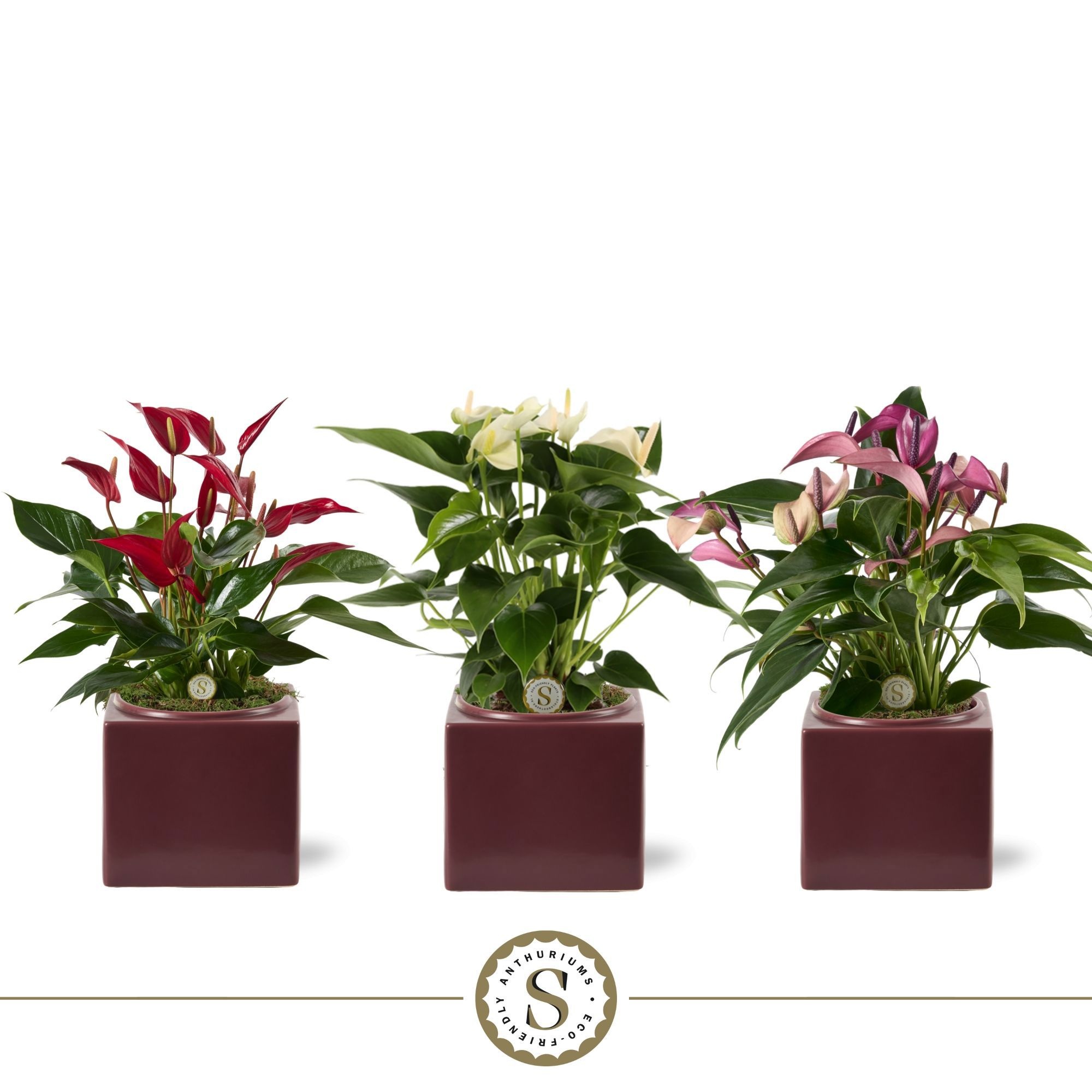 Belicia Burgundy 12cm Mix, D 12