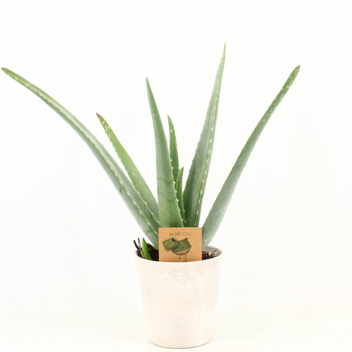 Aloe Vera P12 in keramiek Amy, D 13