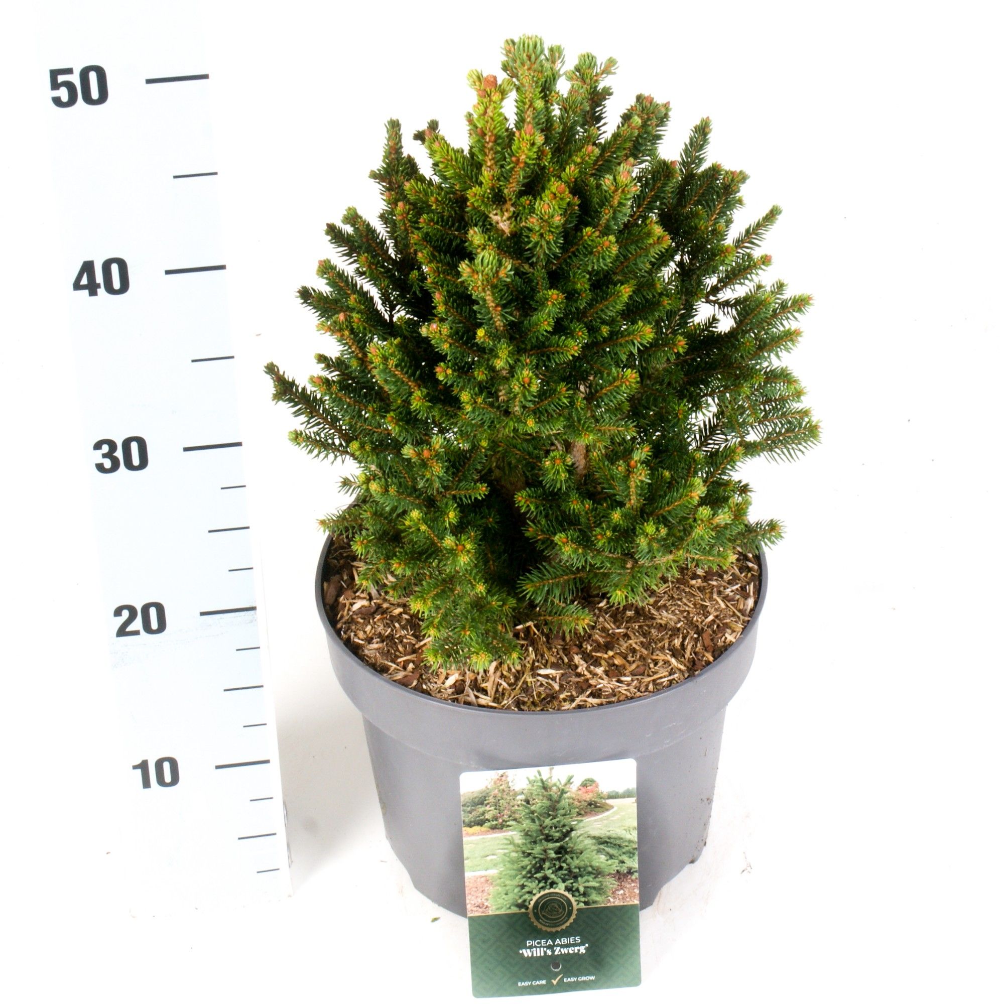 Picea a. 'Will's Zwerg', D 23