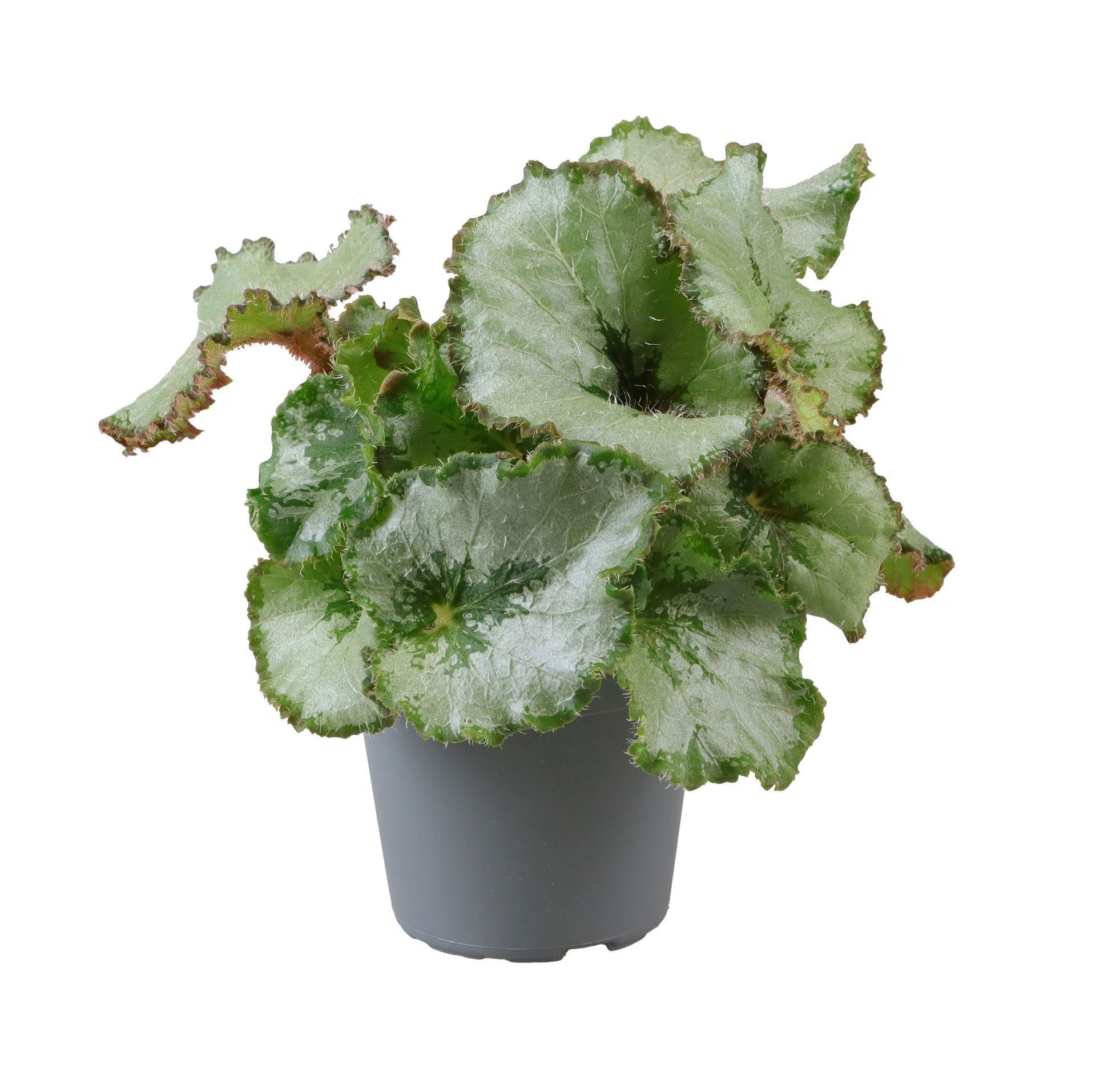 Begonia Rex Princess of Hanover 6 cm, D 6