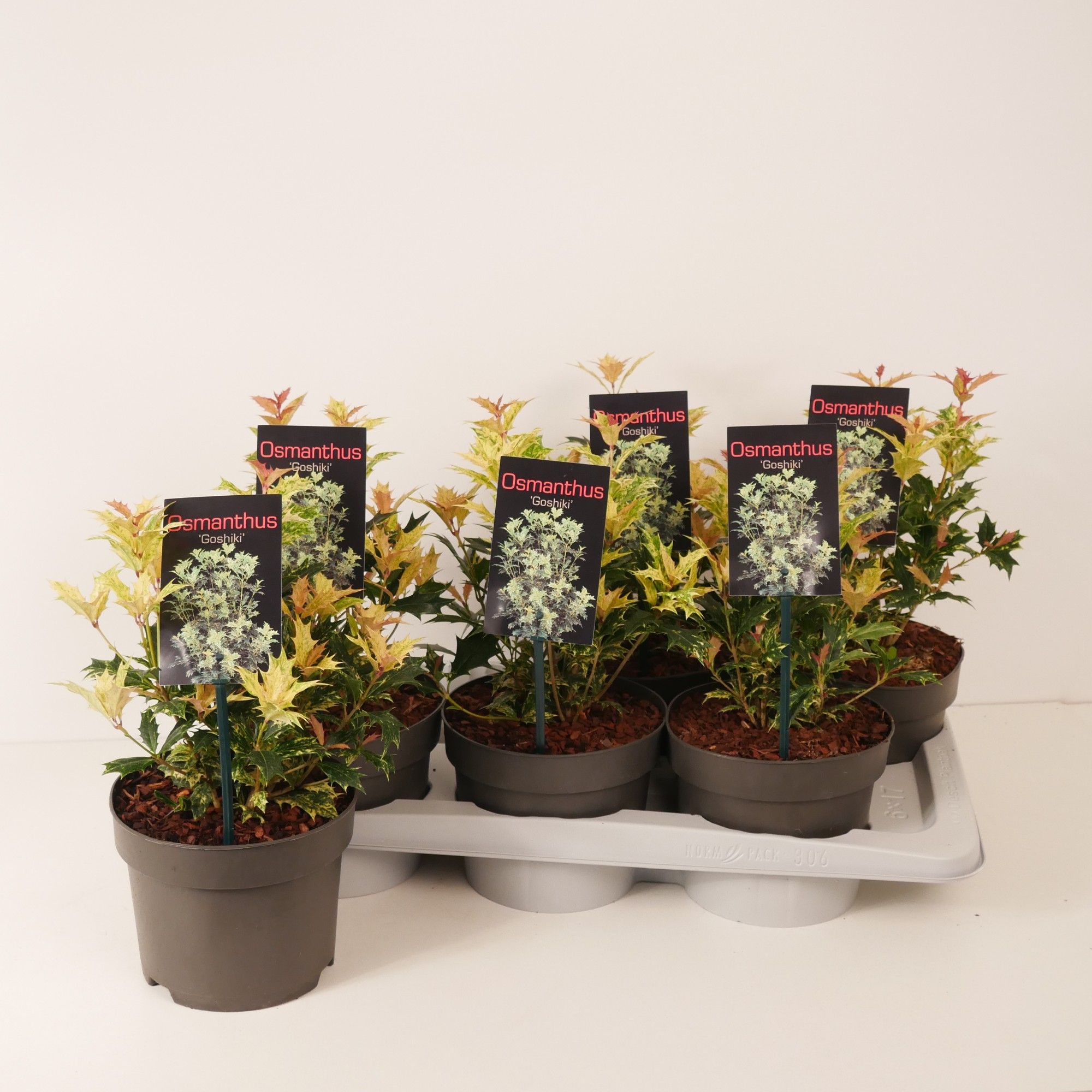 Osmanthus heter. 'Goshiki' P17, D 17 cm