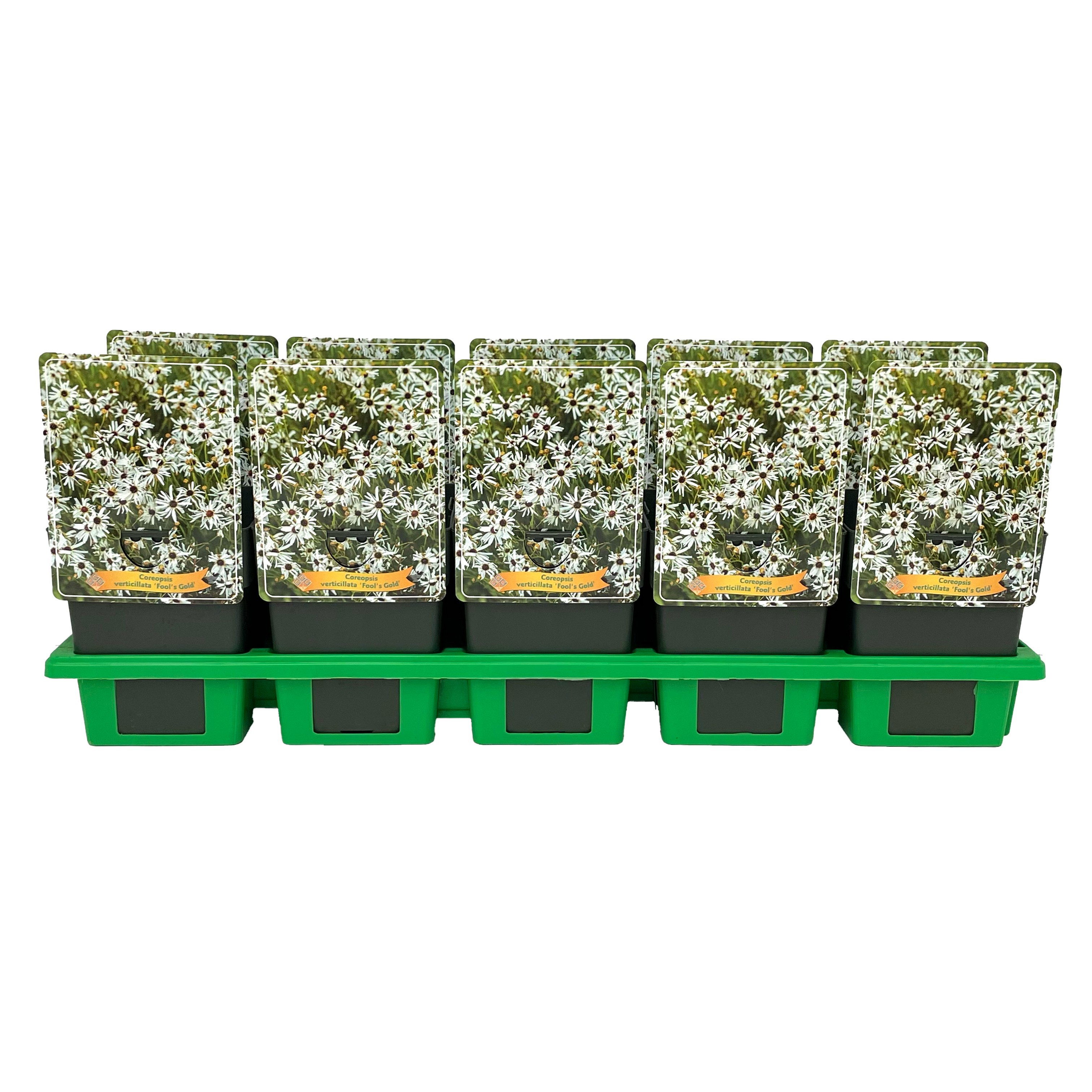 Coreopsis verticillata ‘Fool's Gold’ P11, D 11