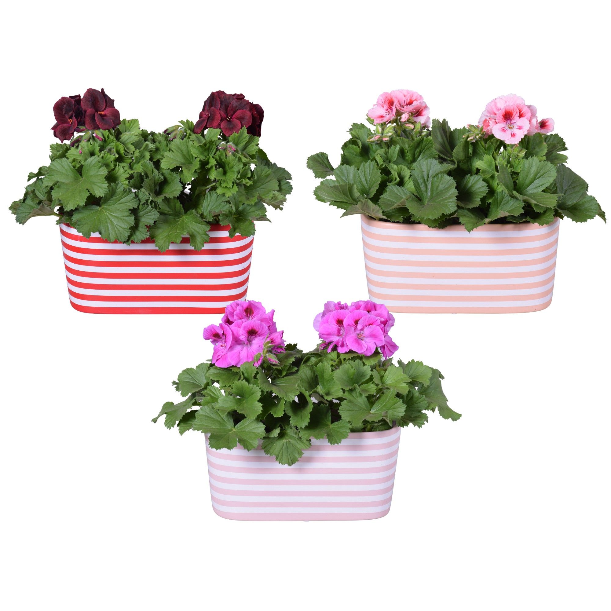 Collectie 'Soft Illusion' Pelargonium in Duo keramiek Vibe, D 25