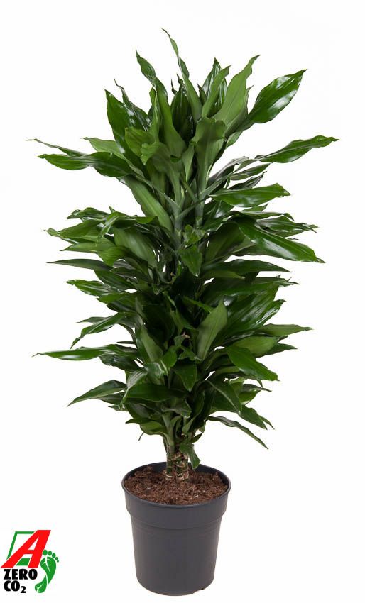 Dracaena Janet Lind vertakt P24, D 24