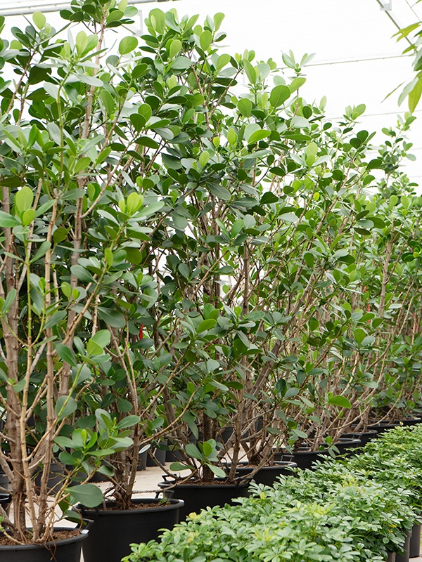 Clusia rosea 'Green Magic', D 60