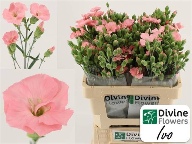 Диантус куст. Соломио Иво, шт.