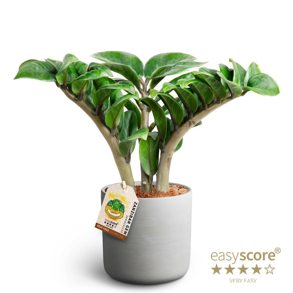 Raw Grey, Zamioculcas ´Zenzi´, D 12