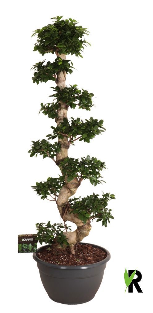 Ficus micr. S-type in kunststof sierpot, D 45