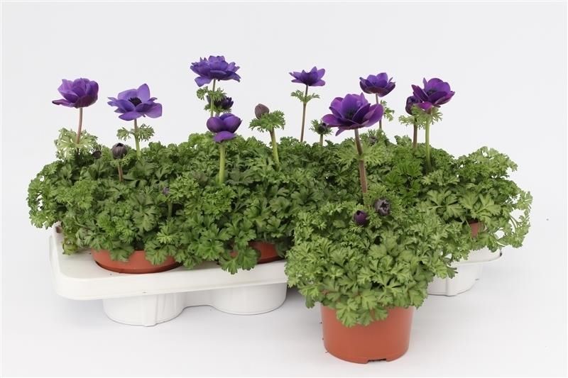 Anemone Harmony Blue, D 13