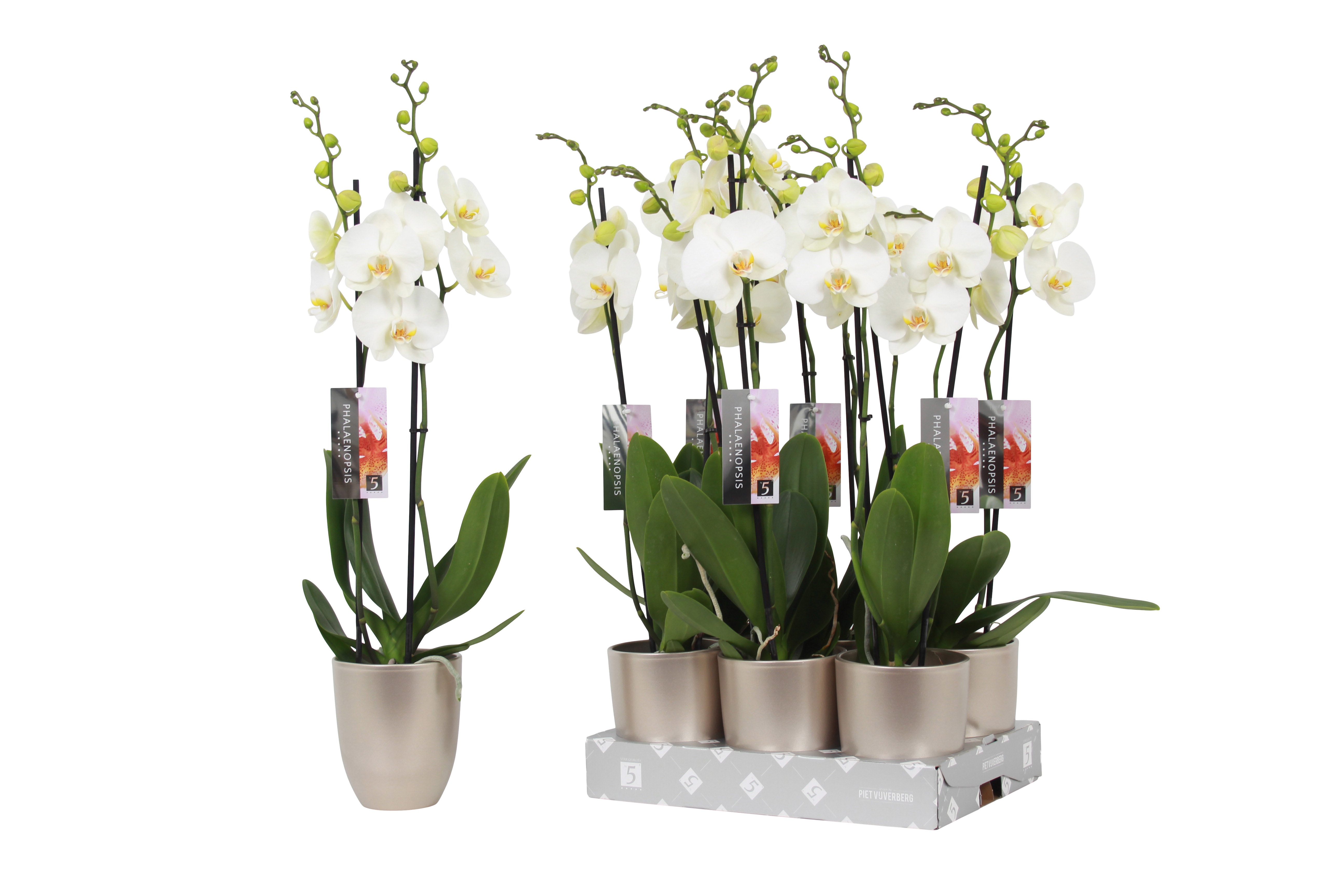 Phalaenopsis White, 2-spike Champagne Ceramics, D 12