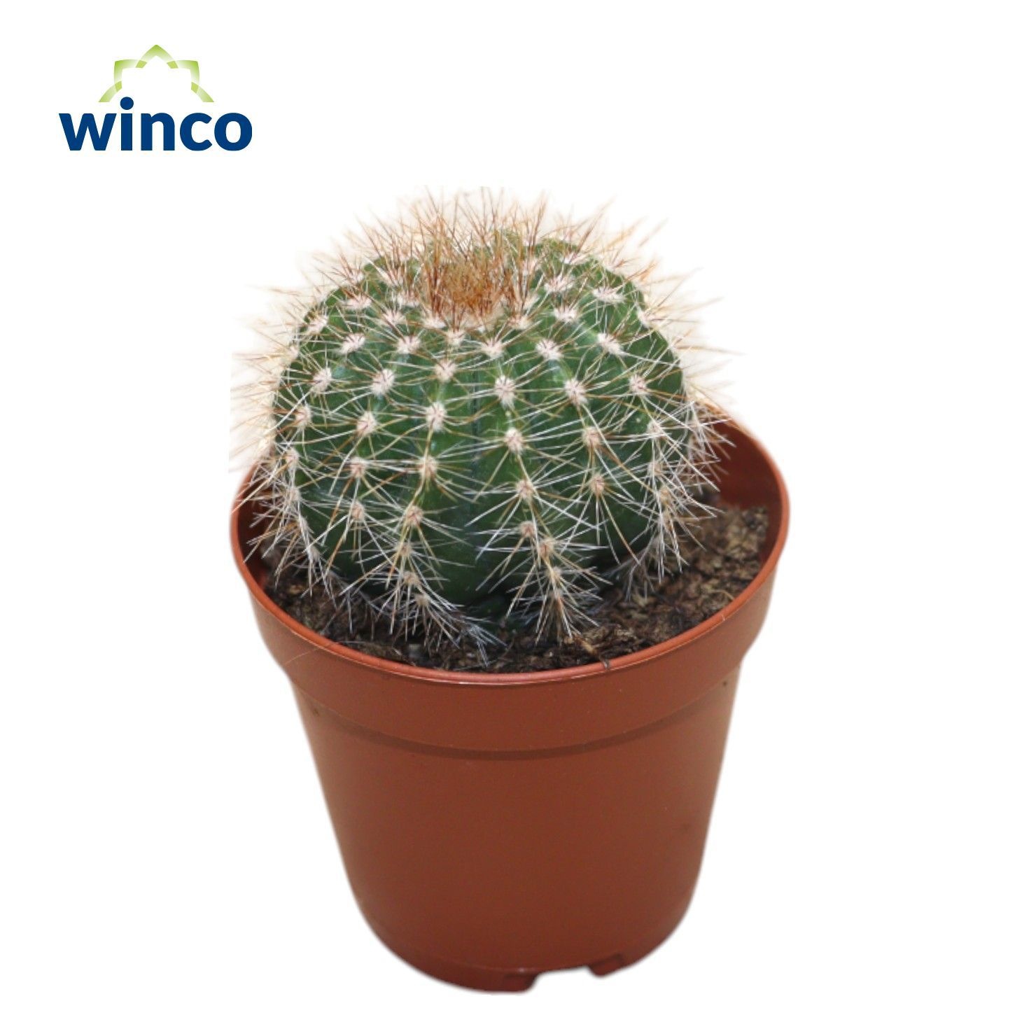 Notocactus Schumanianum, D 5,5