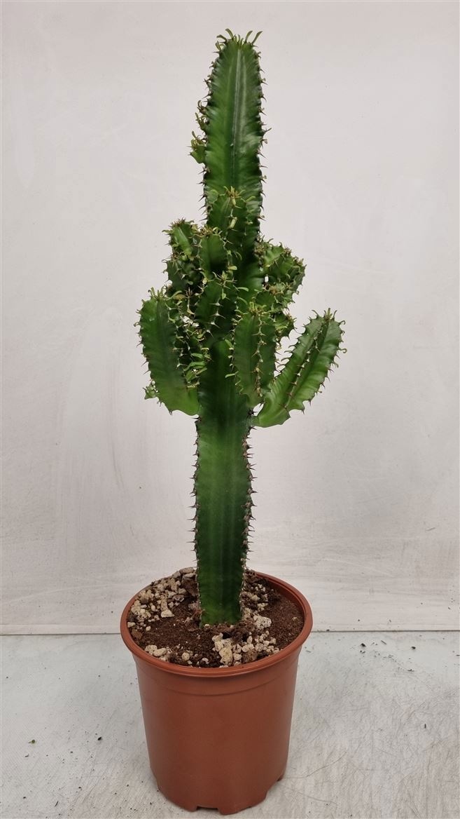 Euphorbia Eritrea - 540, D 19