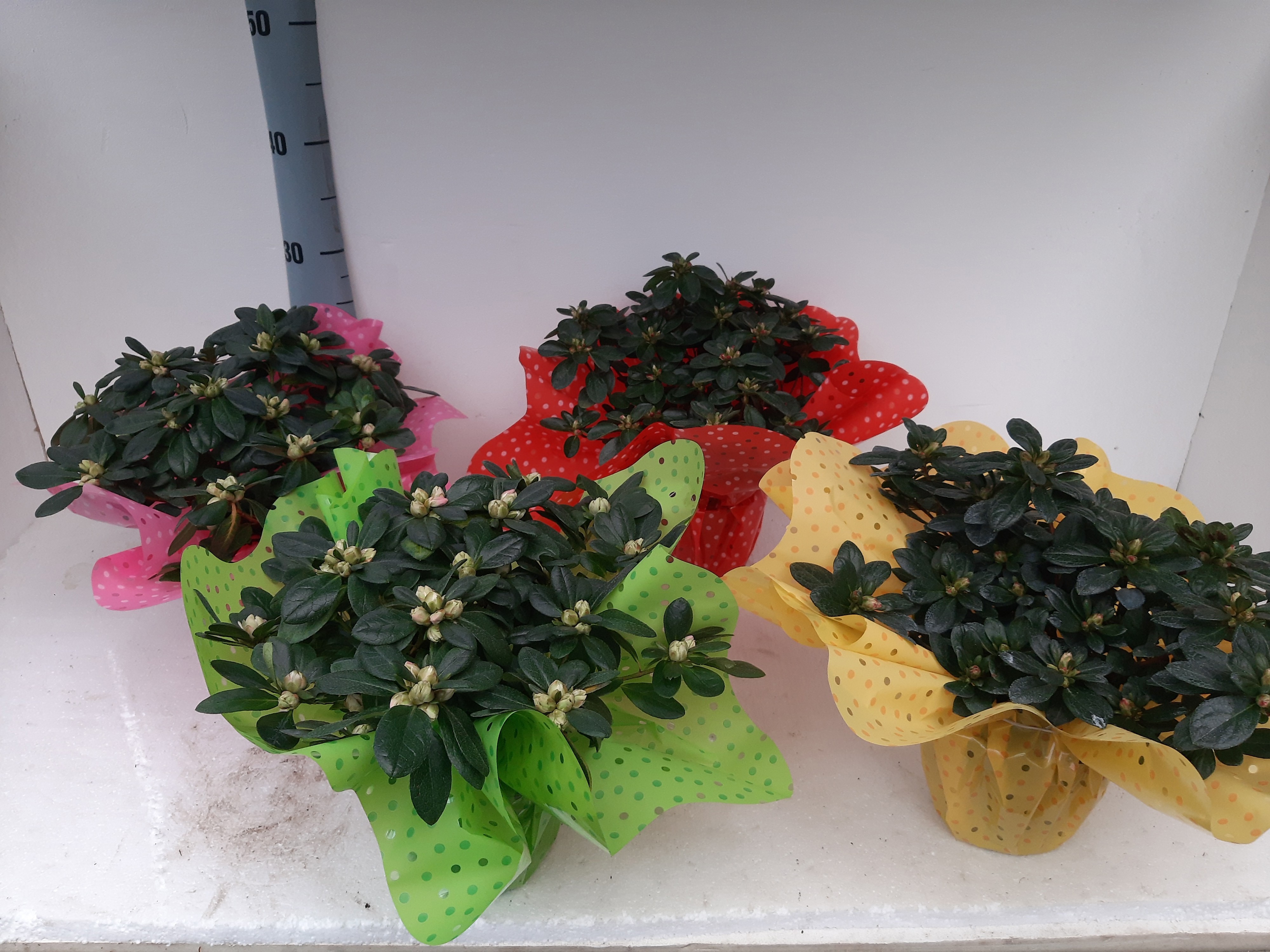 azalea indica rondel 25 cm, D 12