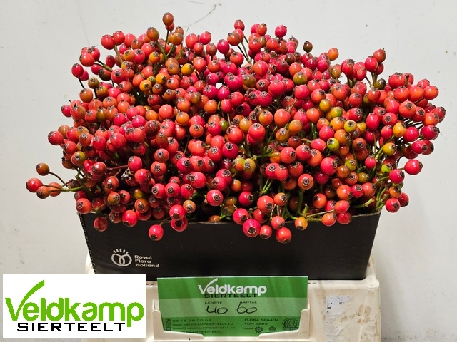 Рузботель Мэджикал Отем Глори 40, шт.