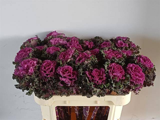 Брассика Крейн Рафл Рэд 70, шт.