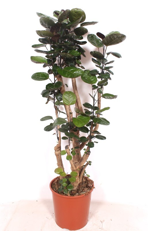 Polyscias Fabian, D 30 cm Polyscias Fabian, D 30 cm