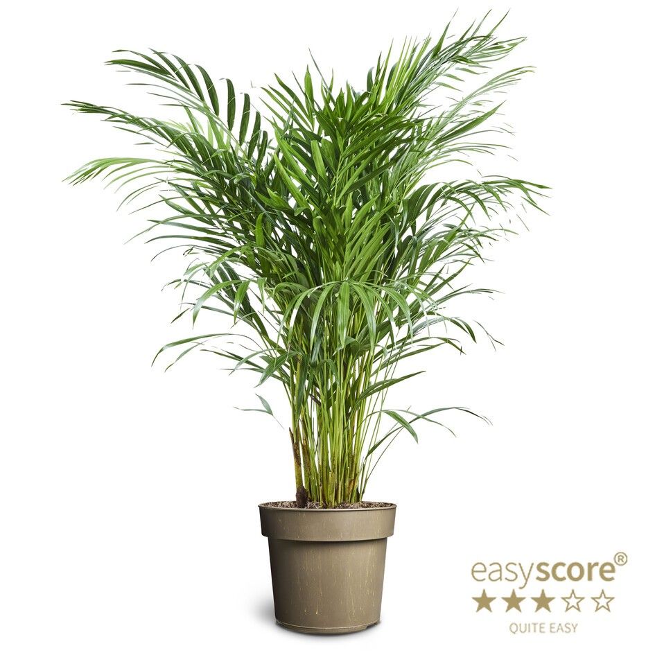 Dypsis lutescens, D 24 cm Dypsis lutescens, D 24 cm