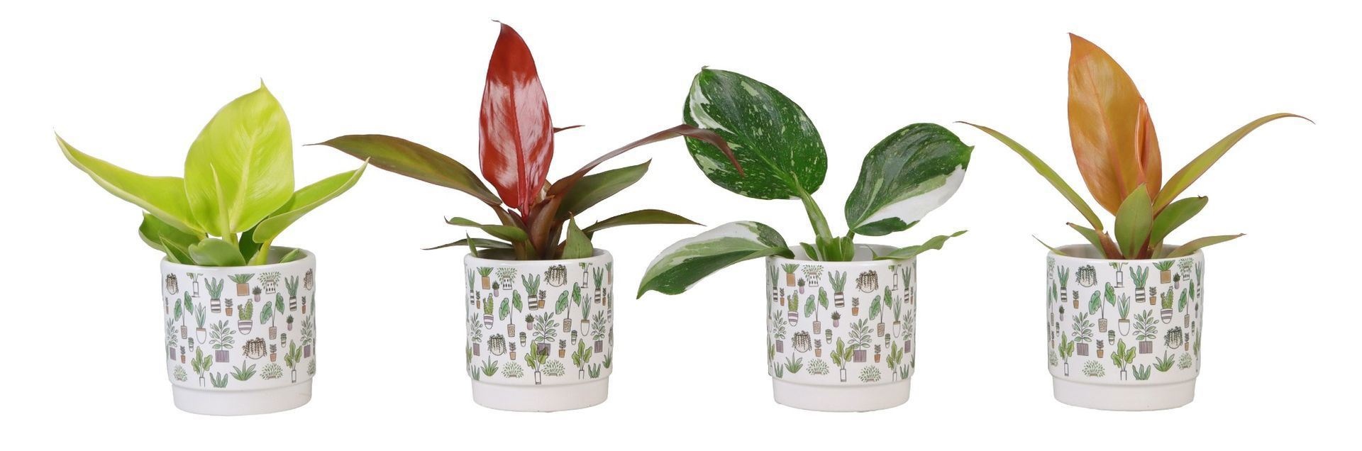 L 66285 Philodendron Mix 6 cm, D 6