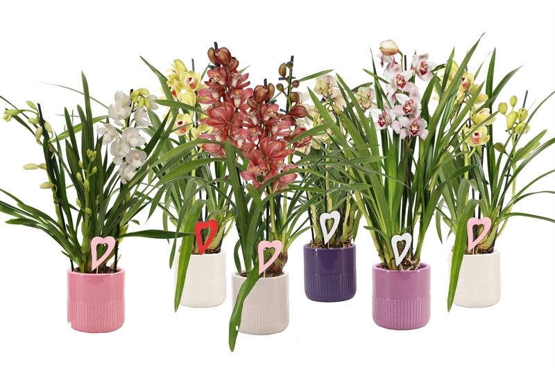 Dolomite p12 Morgan charm mix Cymbidium mix 3T15+, D 12