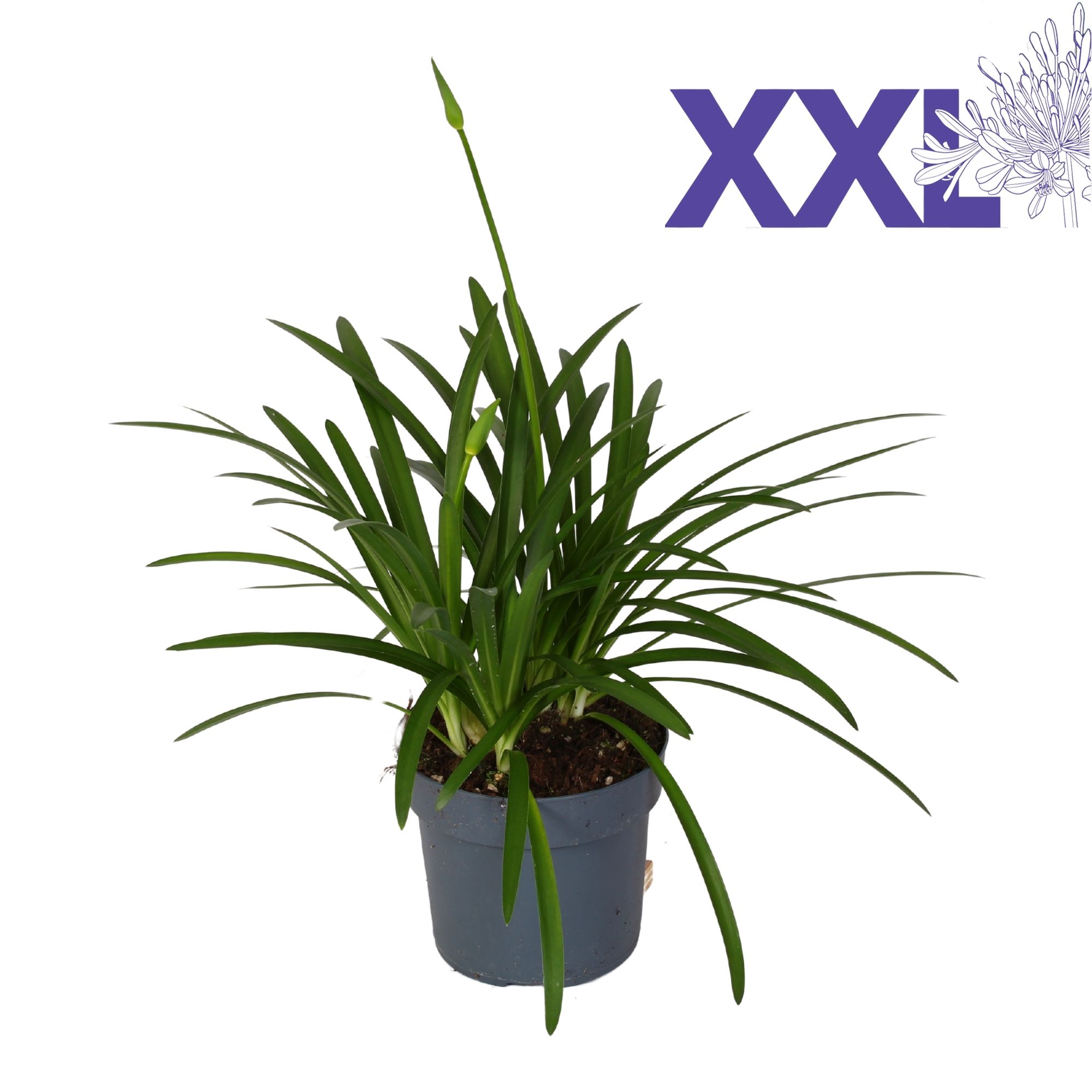 Agapanthus pot 23 wit Eydori grootbloemig knoppen boven gewas, D 23