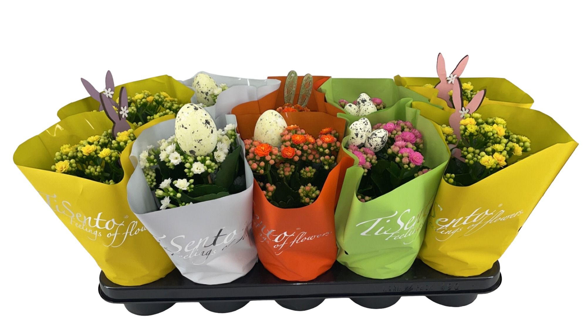 Calandiva 12 cm - Paasmix + Bijsteker, D 12