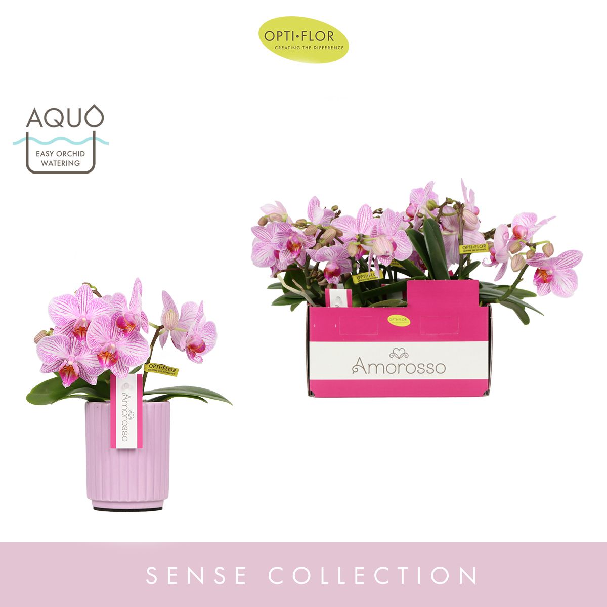 Amorosso Merlini in Molise Lilac Aquo, D 7 cm