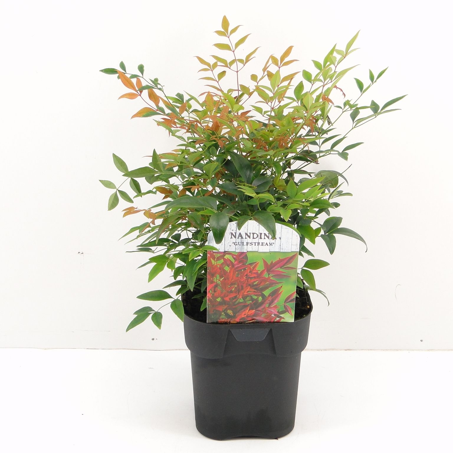 Nandina dom. Gulfstream, D 17