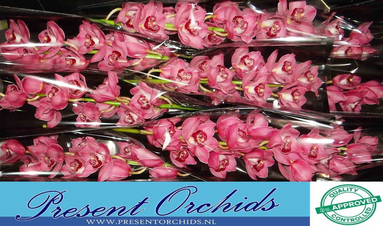 Цимбидиум Фантаси x9 60, шт.