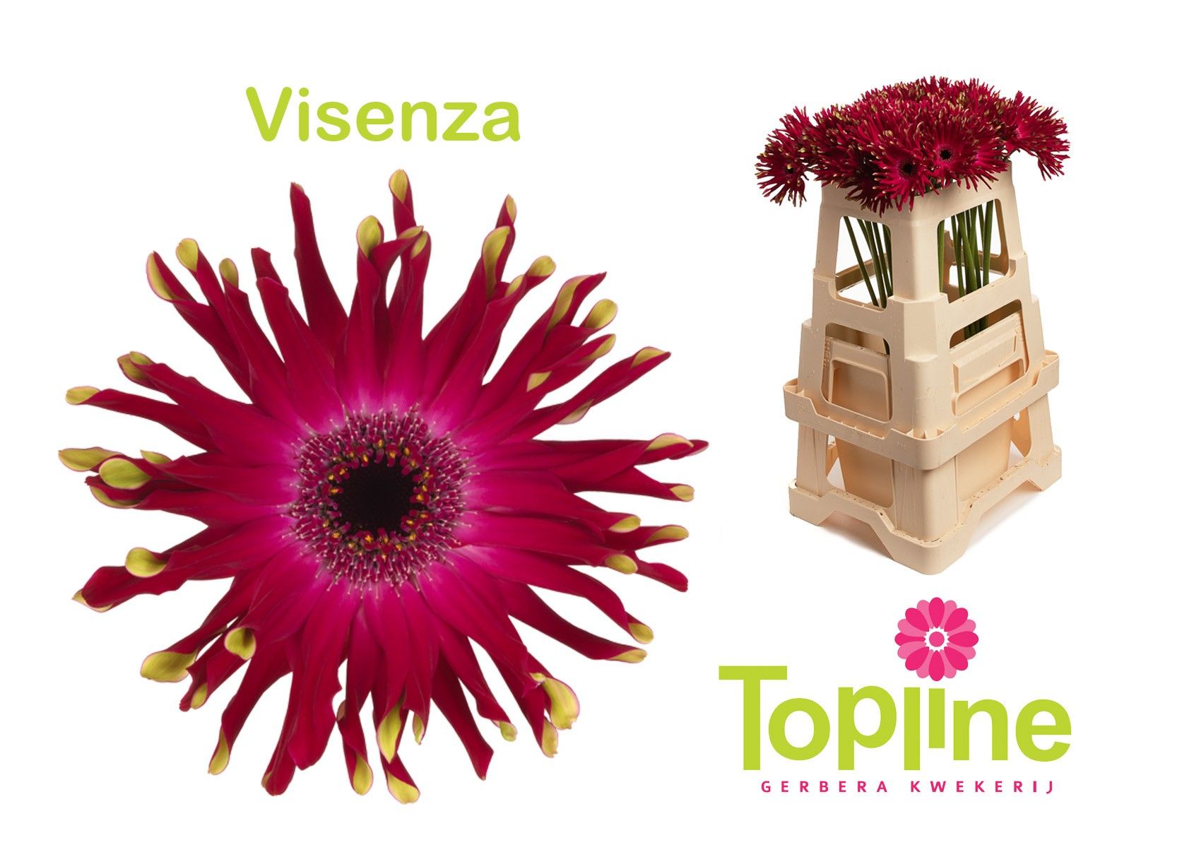 Гербера Пастини Виченза, шт.