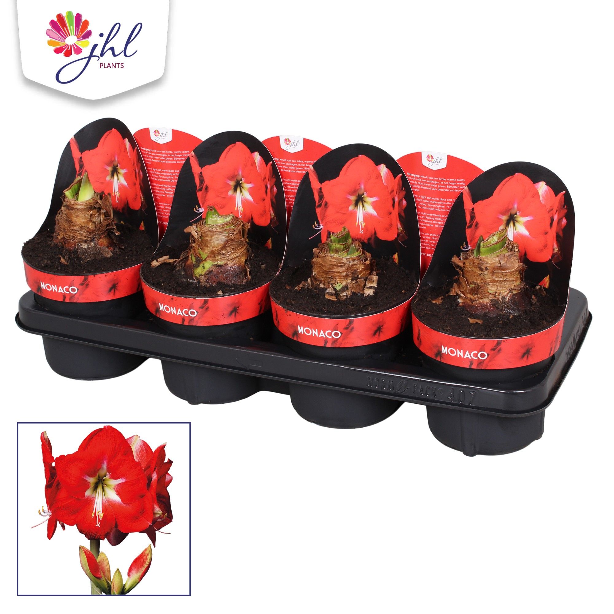 Amaryllis Monaco, D 14 cm Amaryllis Monaco, D 14 cm