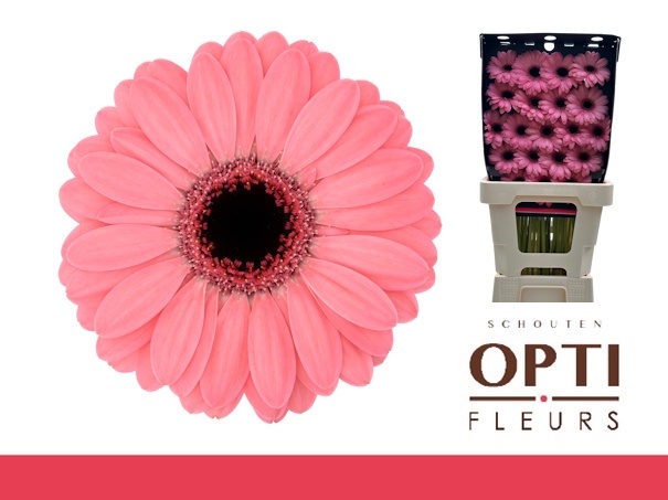 Гермини Джоли (роз.), шт.