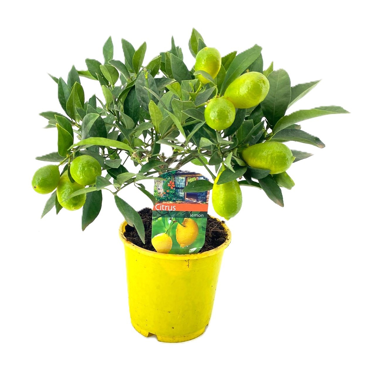 Citrus limequat, D 14