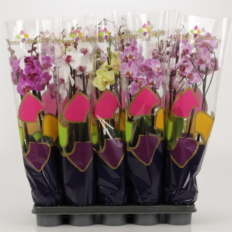 Phalaenopsis gemengd 4 tak gemengd in Supreme Selections hoes, D 12