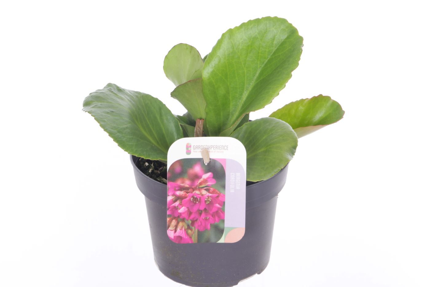 Bergenia cordifolia Winterglut, D 13