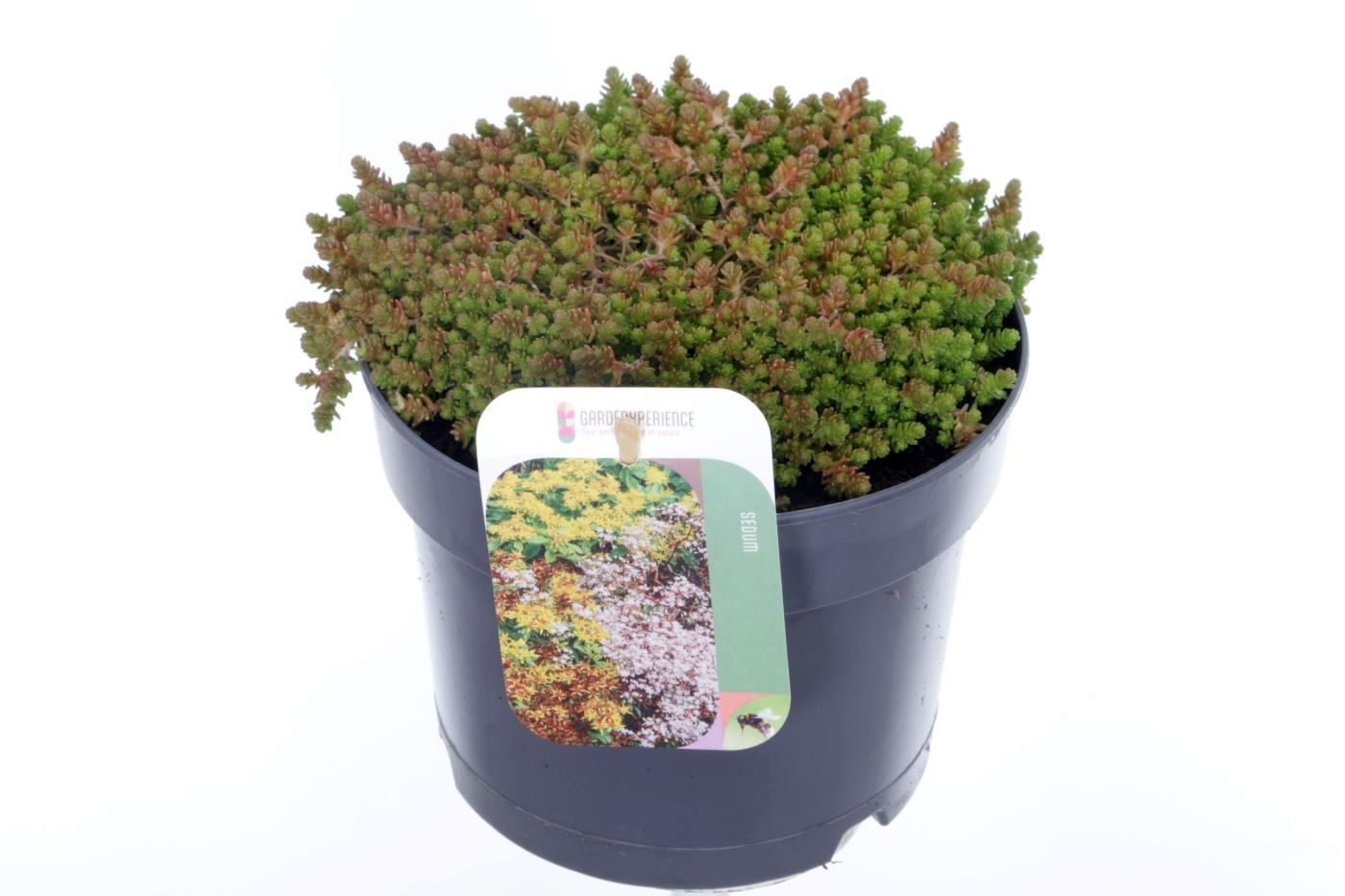 Sedum acre, D 17