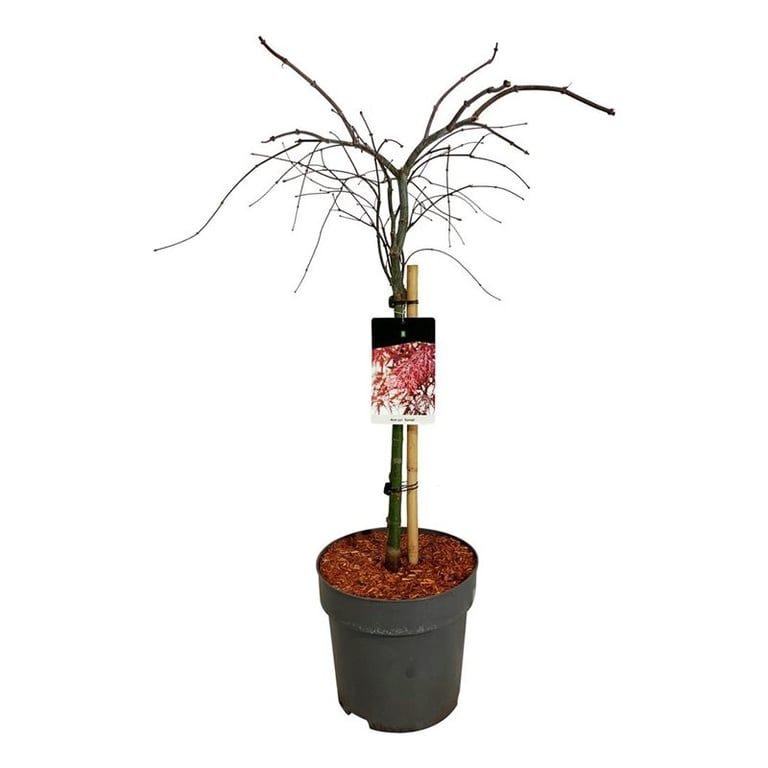 Acer pal. 'Garnet', D 32