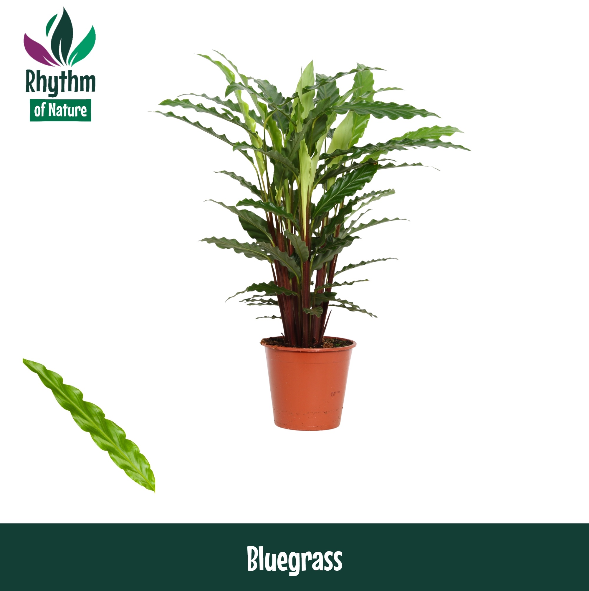 Calathea 17cm Bluegrass Rhythm of Nature, D 17 cm Calathea 17cm Bluegrass Rhythm of Nature, D 17 cm