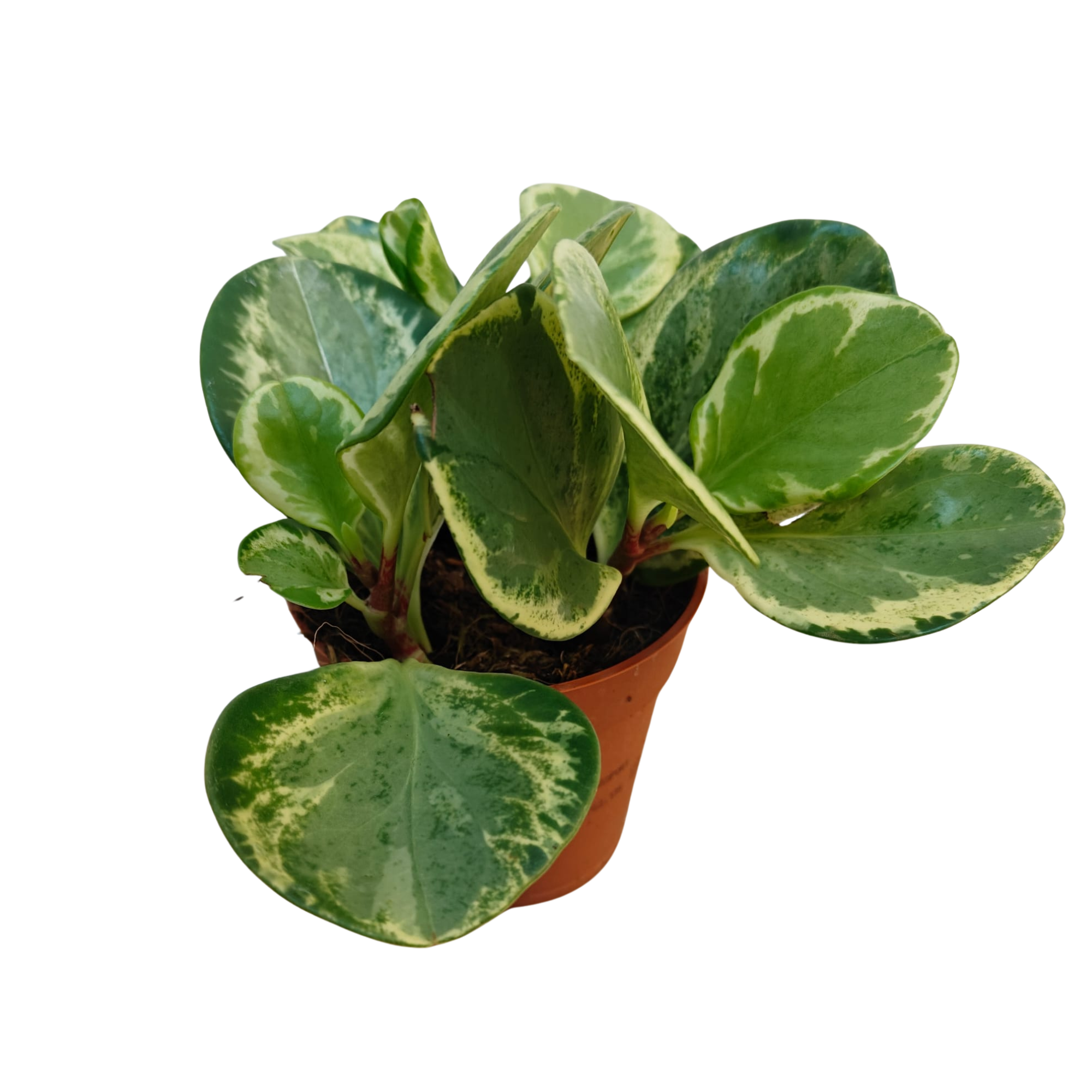 Peperomia Golden Gate P9, D 9
