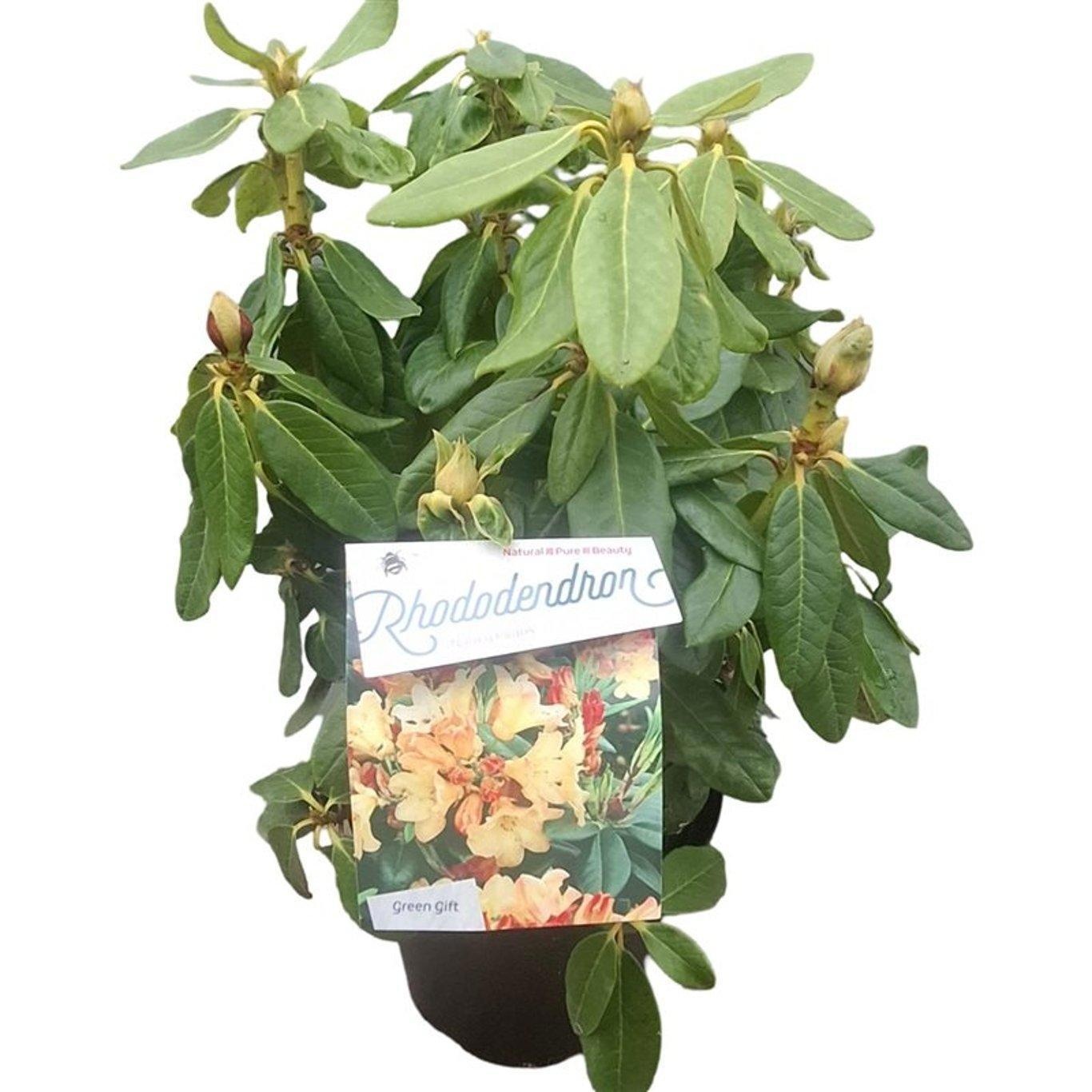 Rhododendron 'Nancy Evans', D 23