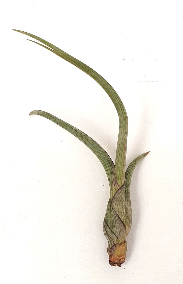 Tillandsia 'Baileyi', D 10