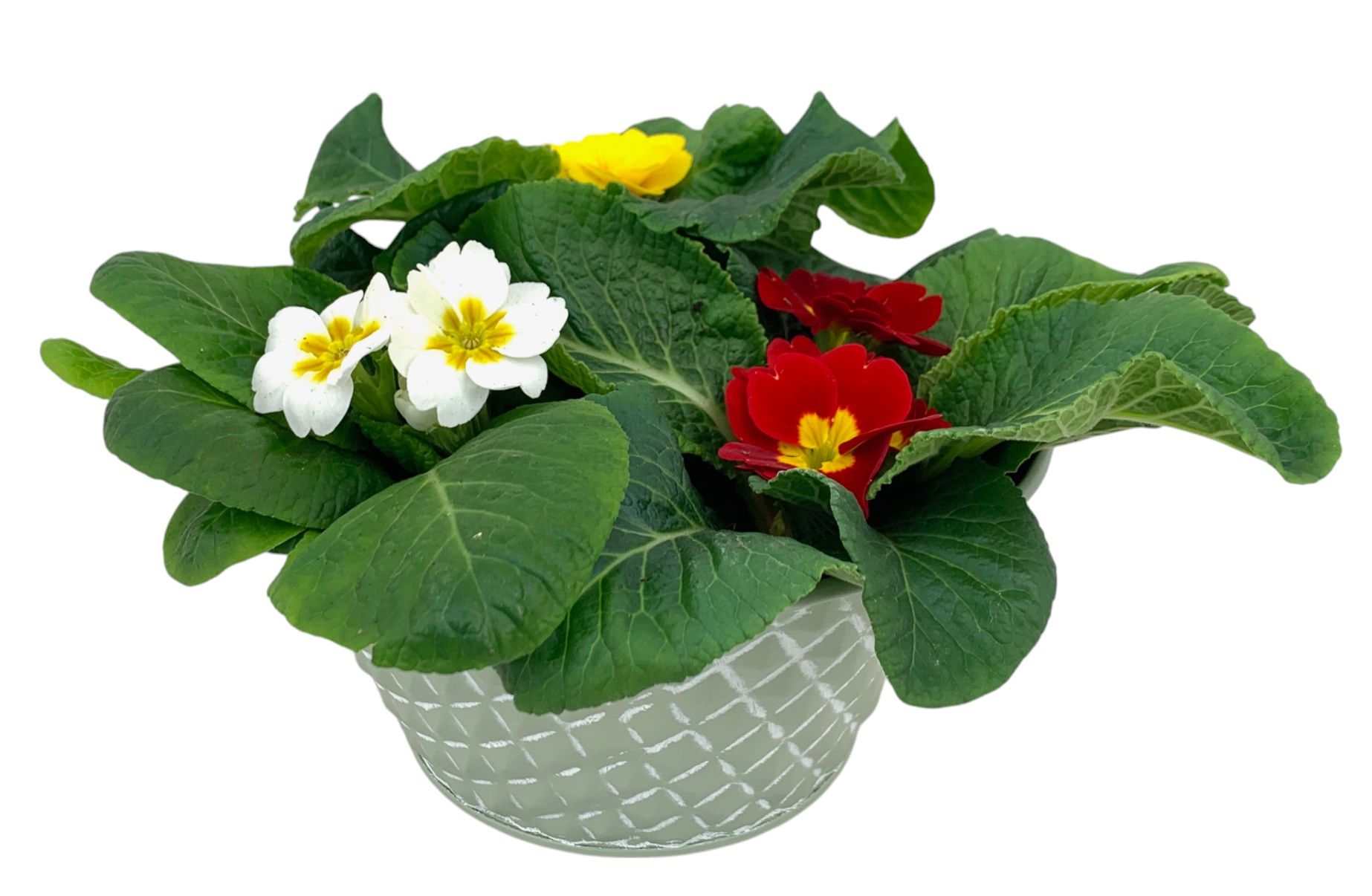 Ruitjes Groen Zink 3xprim gemengd 660, D 16