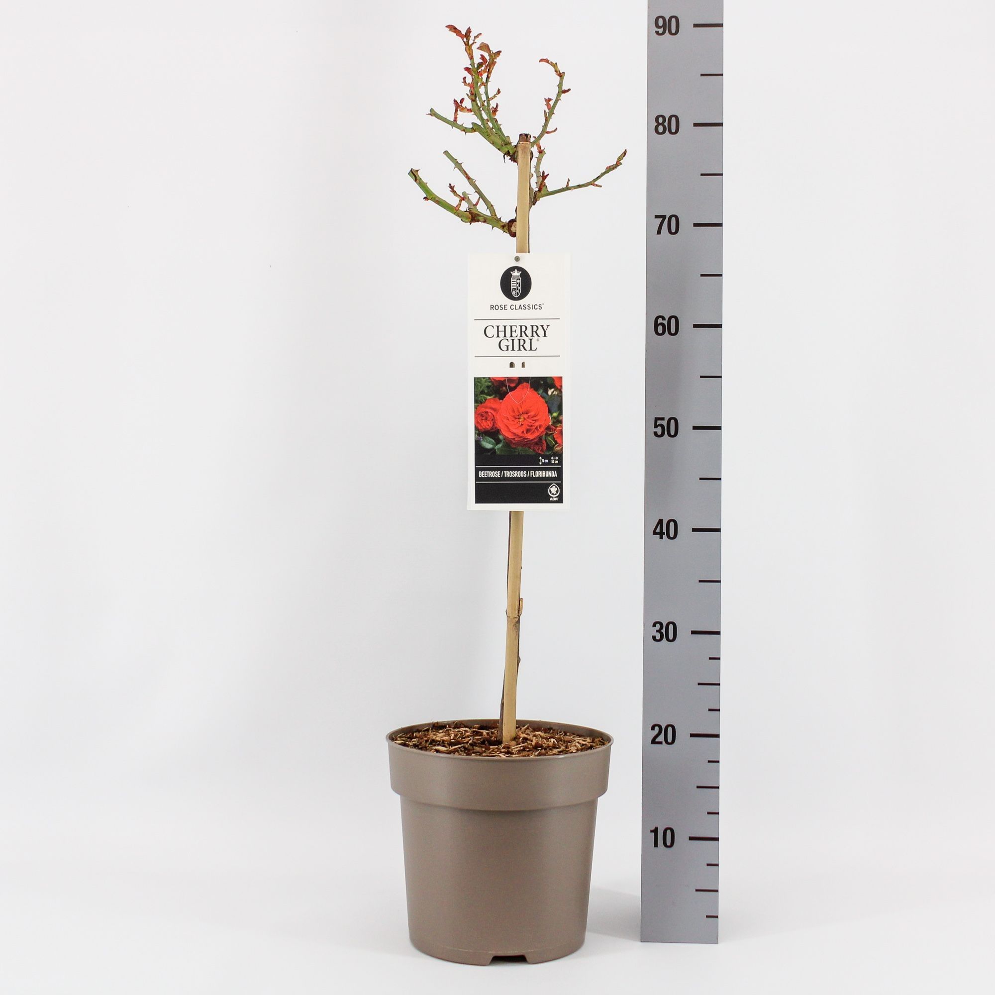 Rosa (F) Cherry Girl ®, stam 50, C6, D 24