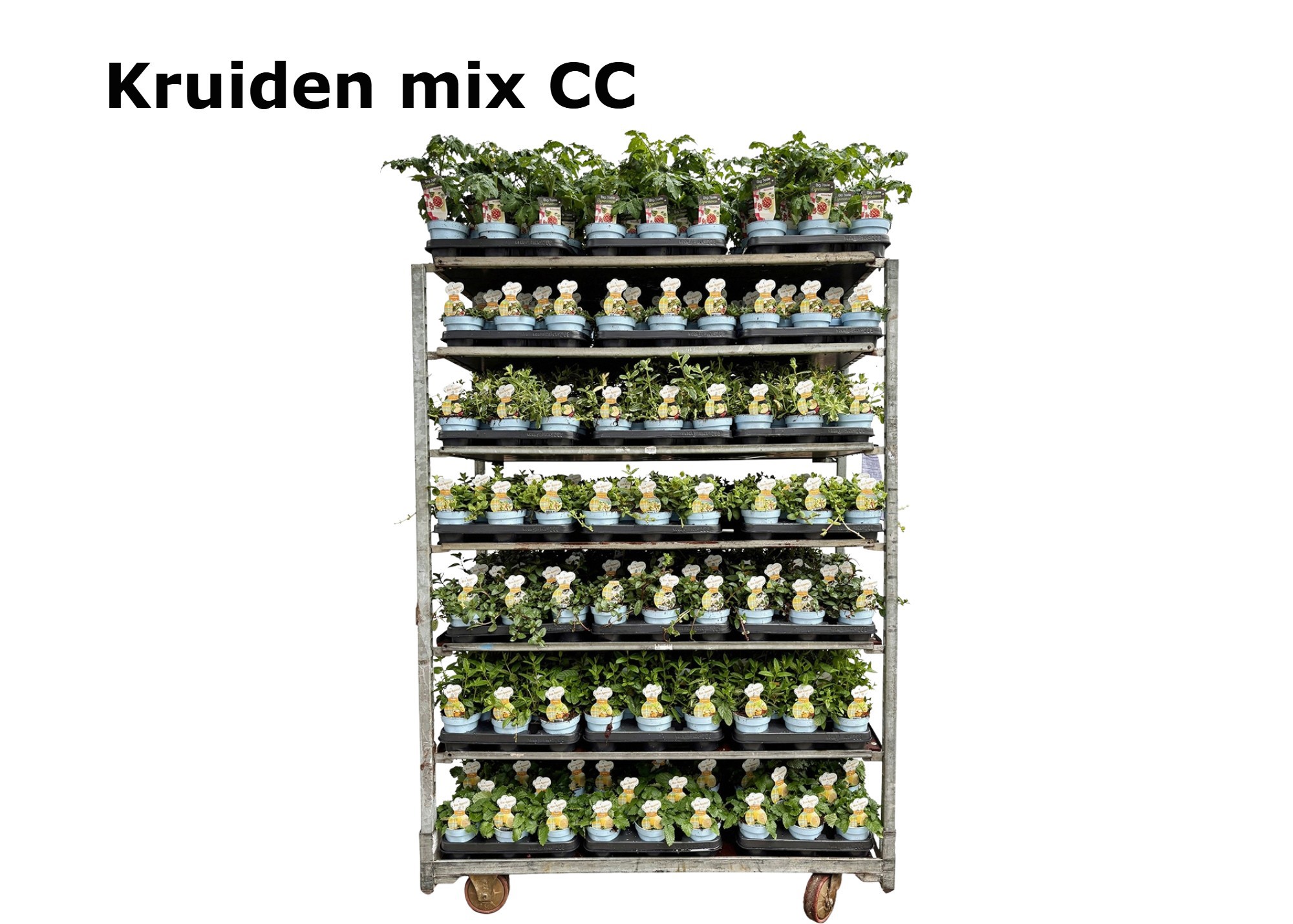Kruiden 12cm op soort tray afname per volle Mix CC kruiden, D 12