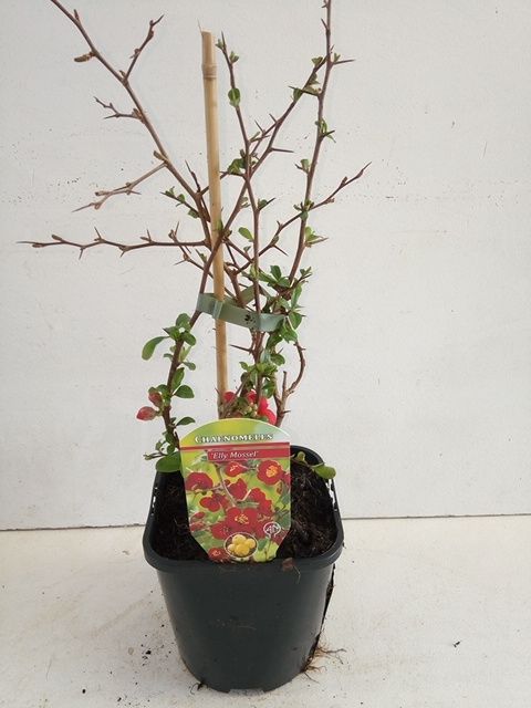 Chaenomeles x superba, D 17