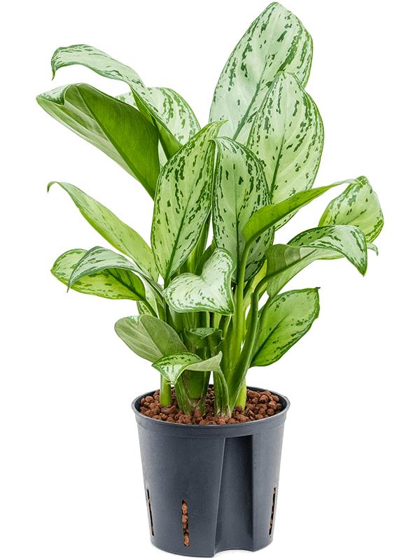 Aglaonema 'Christina', D 13