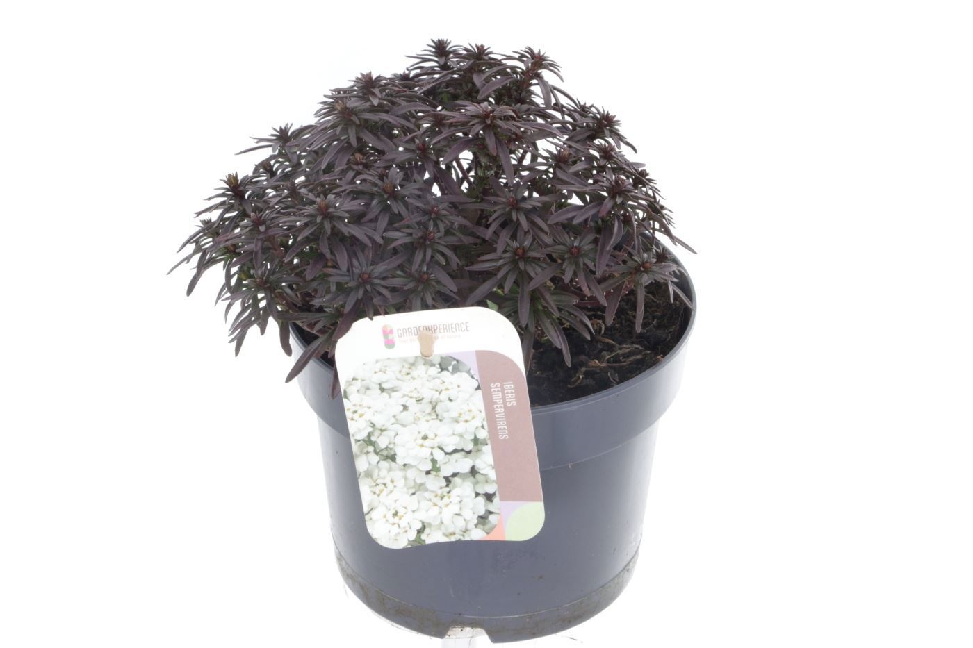 Iberis x hybrida Mermaid Lavender, D 17