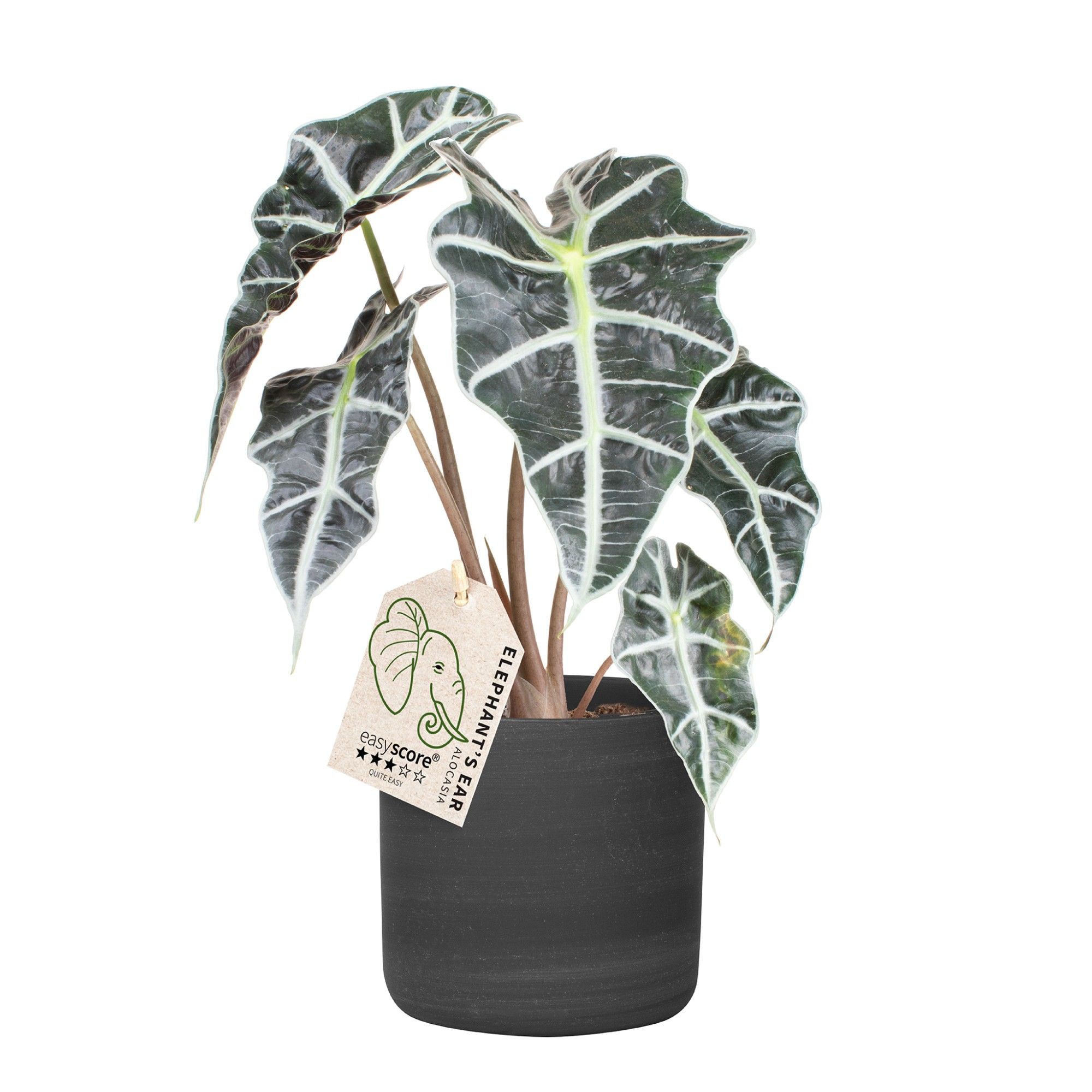 Raw Black, Alocasia ´Dwarf Amazonica´, D 12