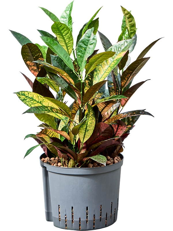 Croton (Codiaeum) variegatum 'Mrs. Iceton', D 25