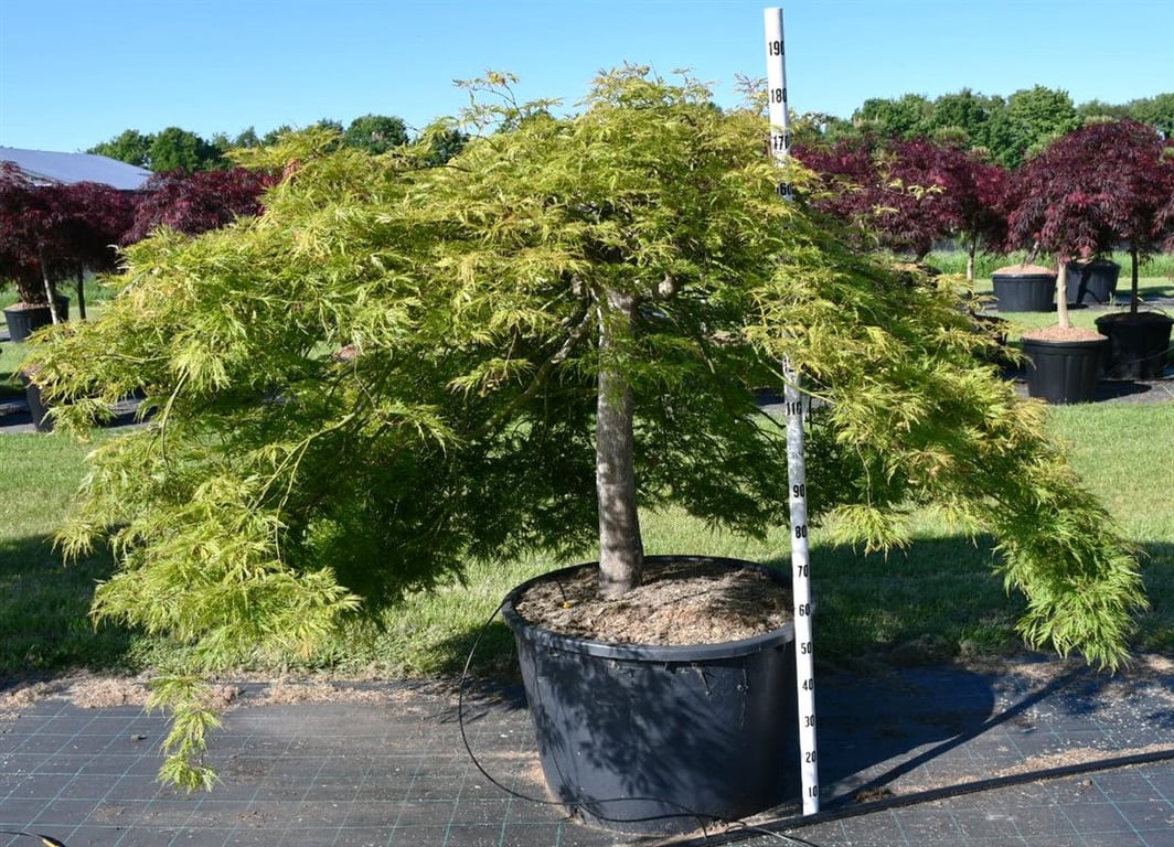 Acer pal. 'Green Lace', D 80